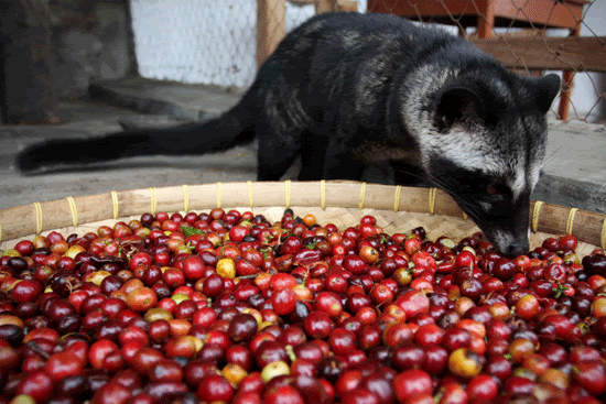 http://i631.photobucket.com/albums/uu35/mudimesra/KOPI-LUWAK-3JPG.gif