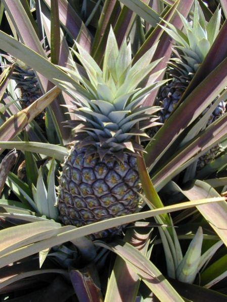 Name: Ananas.jpg
Views: 22680
Size: 58.7 KB Name: Ananas.jpg
Views: 22680
Size: 58.7 KB