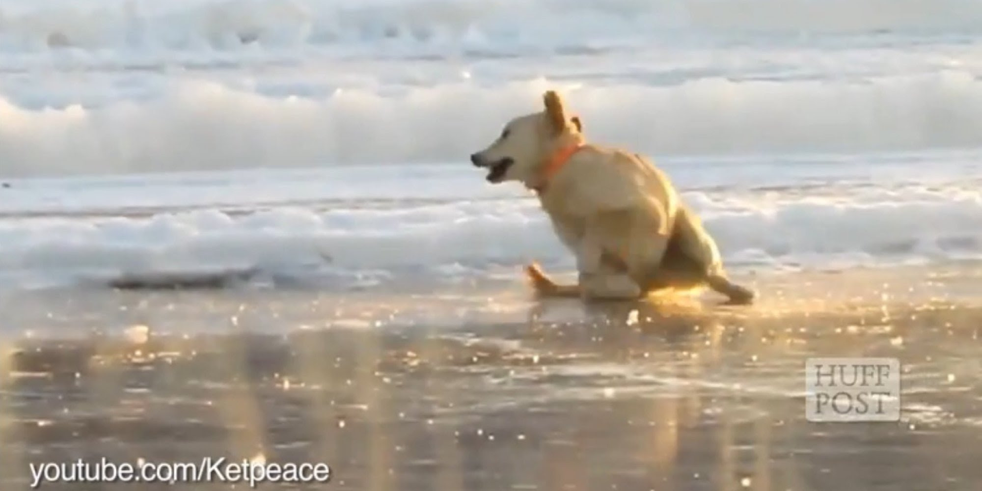 Pictures Of Funny Animals: Funny Pictures Of Animals Slipping On The Ice