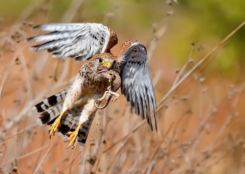 Fascinating photos of birds from the photographer Zander Yaqui