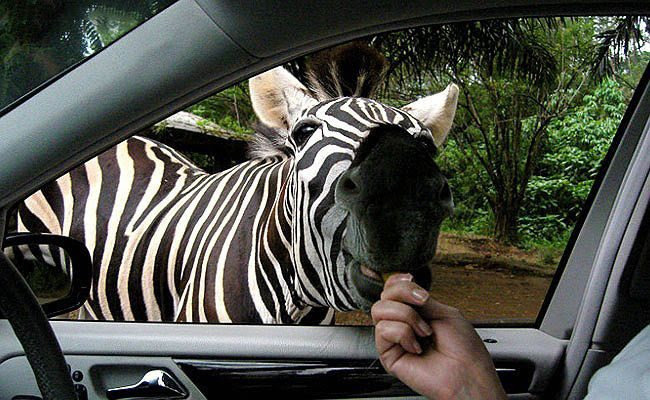 25 animals that know how to properly ask for cookies