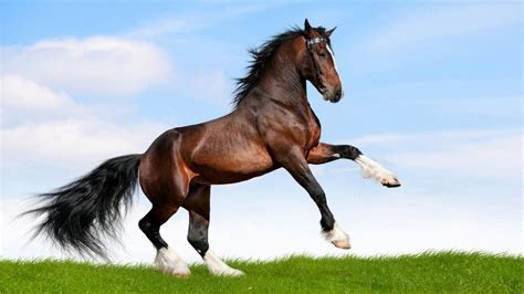Large Black Horse Running In A Field Of Green Grass Large Black Horse Running In A Field Of Green Grass