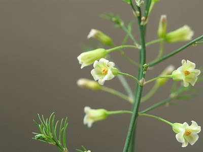 美しい花の画像 最高のアスパラガス 花