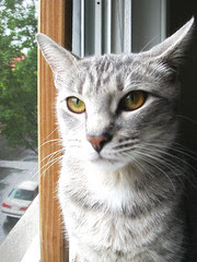 kitty_3