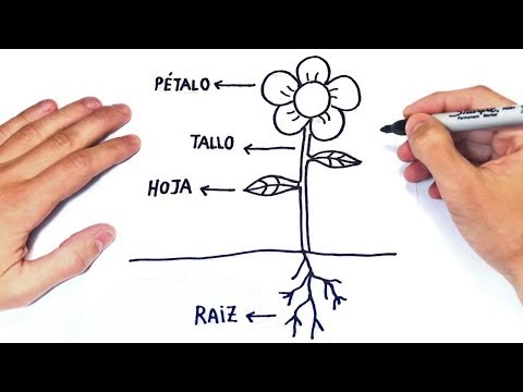 Flores Dibujos De Plantas Faciles