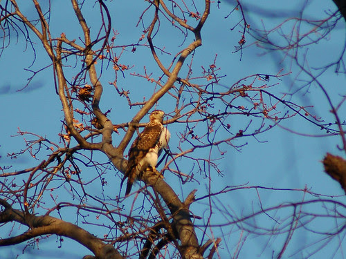 Red-Tailed Hawk in Central Park's North Woods