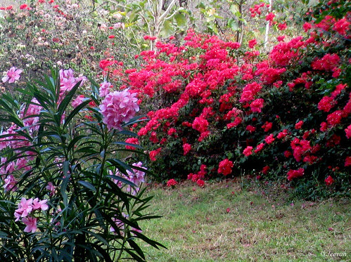 Bouganvilla flowers