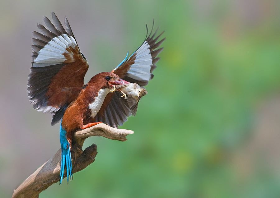 Fascinating photos of birds from the photographer Zander Yaqui