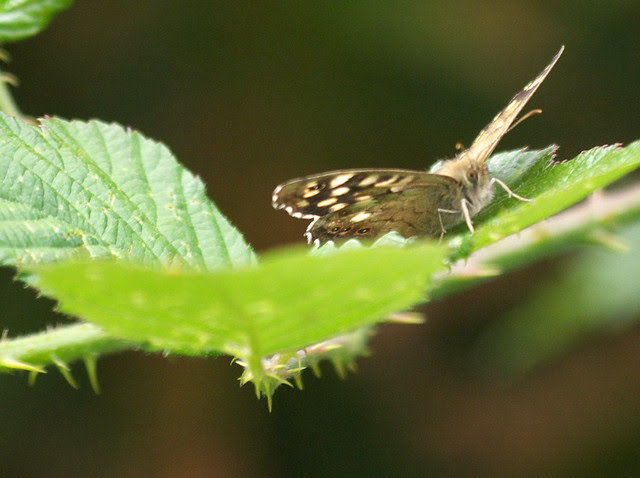 DSC_8696 speckled wood butterfly