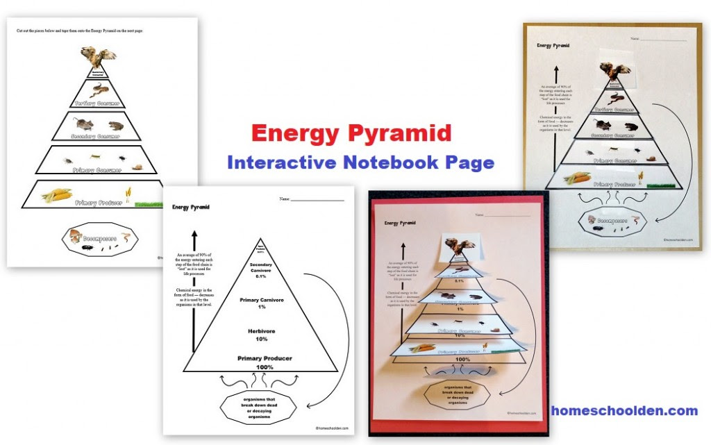 Download 170+ Ece Lesson Plans Food Pyramids Lesson Plan Coloring Pages