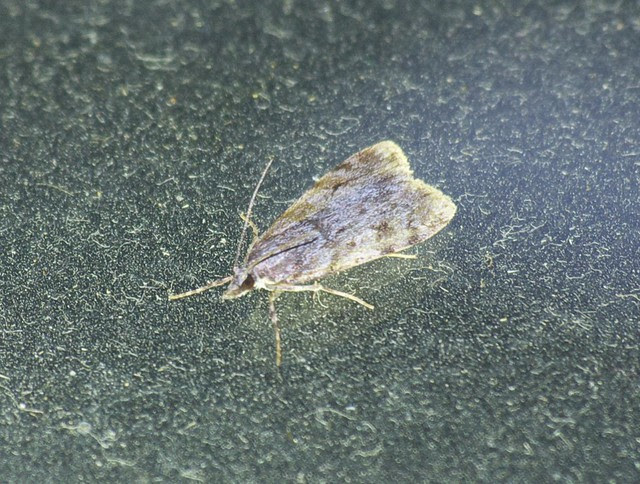 Scoparia-Eudonia sp micro moth DSC_4104