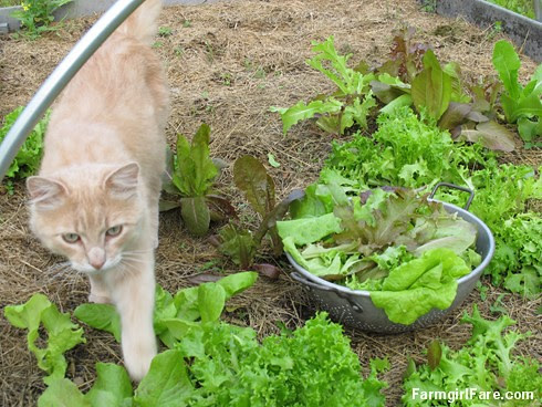 Growing gourmet lettuce and gardening with Jasper (3a) - FarmgirlFare.com