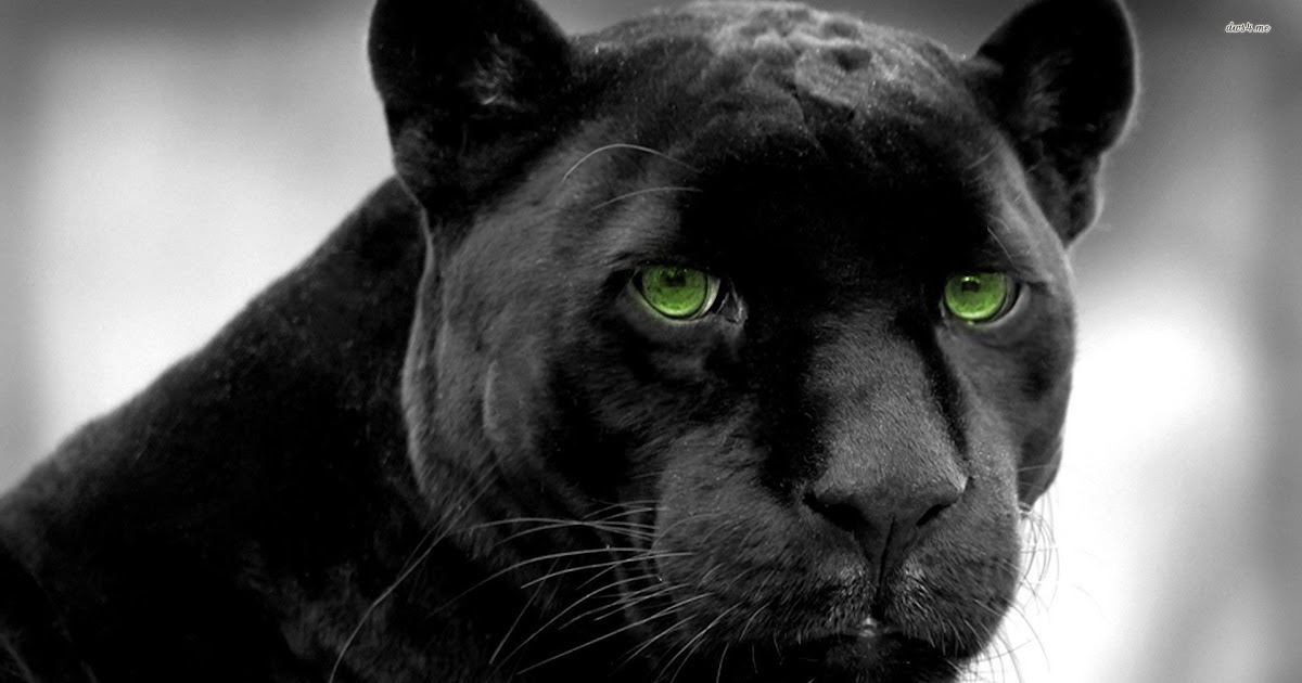 Black Panther Animal Hd Wallpaper Download