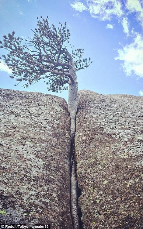 This cheeky-looking snap shows a pine tree pushing its way up through two closely-aligned boulders