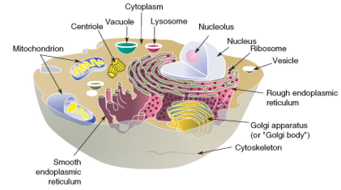 Do Animal And Plant Cells Have Ribosomes / cell wall