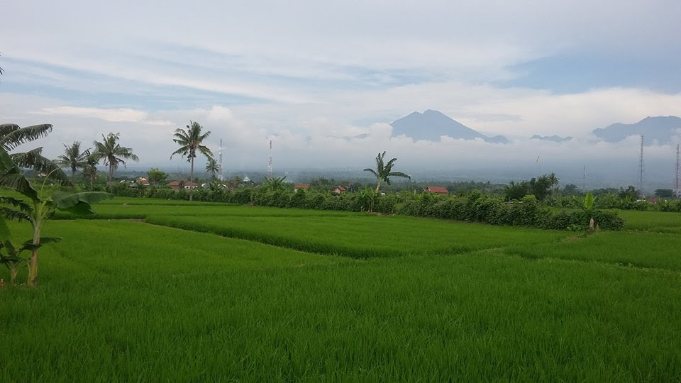Mengapa Rotasi Tanaman Pada Lahan Pertanian Sangat Penting - Berbagi Tanam
