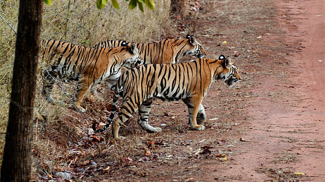 População de tigres na Índia aumentou. Uma das poucas boas notícias de 2011. Foto: Brian Gratwicke