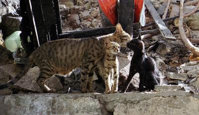 Egyptian Mau