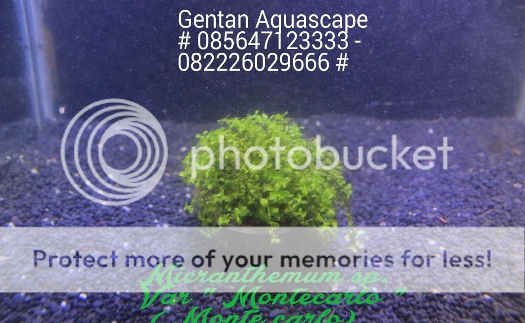 Gentan Aquascape Galery Micranthemum Monte Carlo