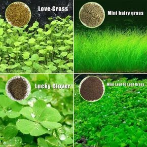 Aquarium Plant Seeds - G4rden Plant