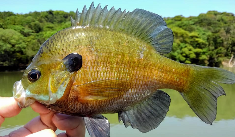 ブルーギルをルアーで釣りたい カンタンに釣れるおすすめルアー特集