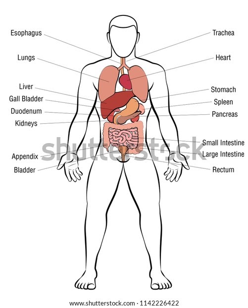 Organs In The Body Diagram : Male Human Anatomy Body Internal Organs