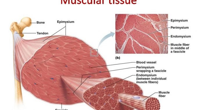 Smooth Muscle Diagram Class 11 / 197 best ꐕ Anatomy ꐕ images on