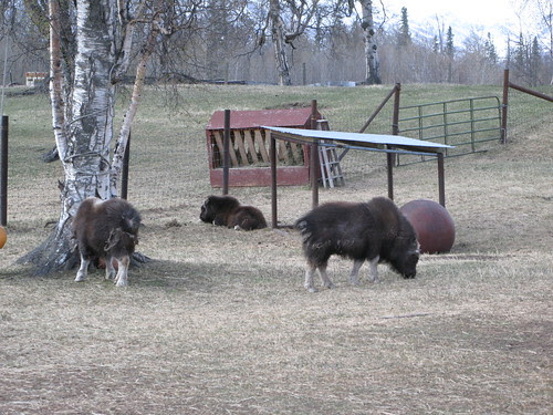 Musk Ox Farm