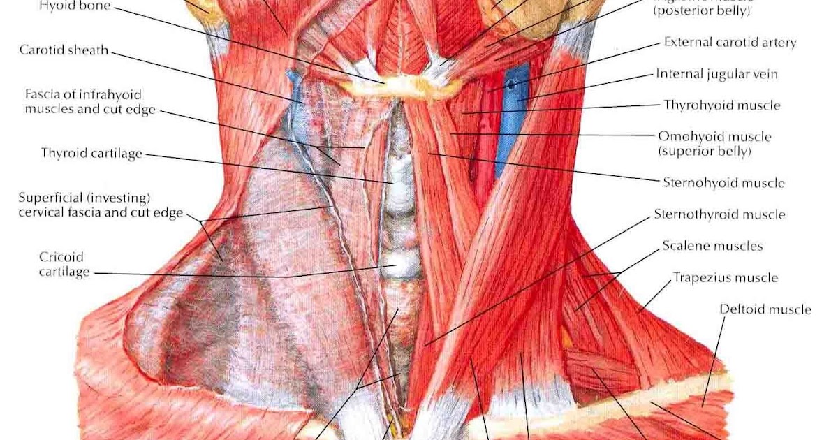 Back Of Neck Anatomy Bones / Anatomy Lesson: Neck musculature | Neck