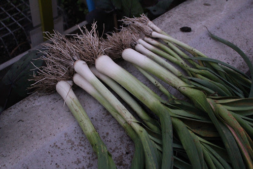 Gar-leeks