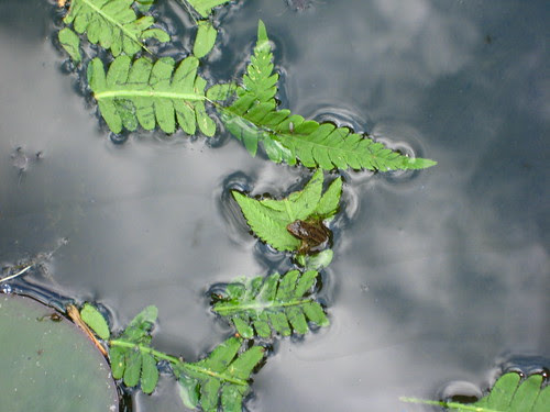 Baby frog