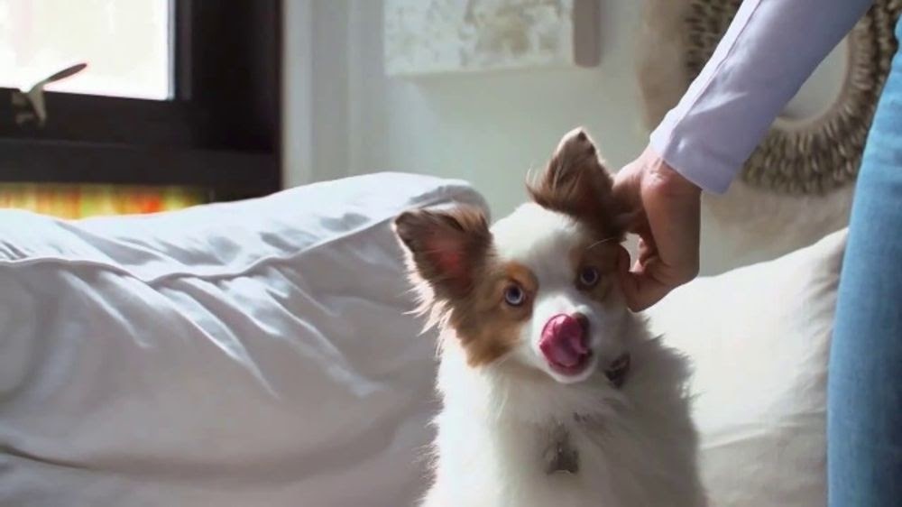 Farmer's Dog Food Commercial The Farmer's Dog TV Commercial, 'Made