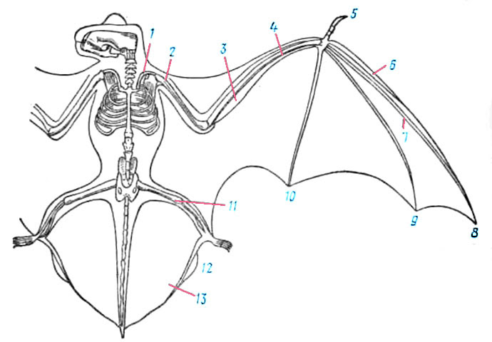 Скелет летучей мыши фото