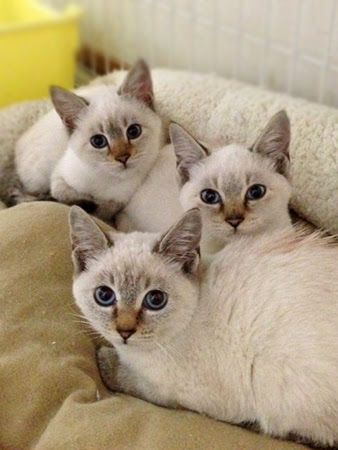 最高 シャム 猫 ミックス 販売 すべての動物の絵