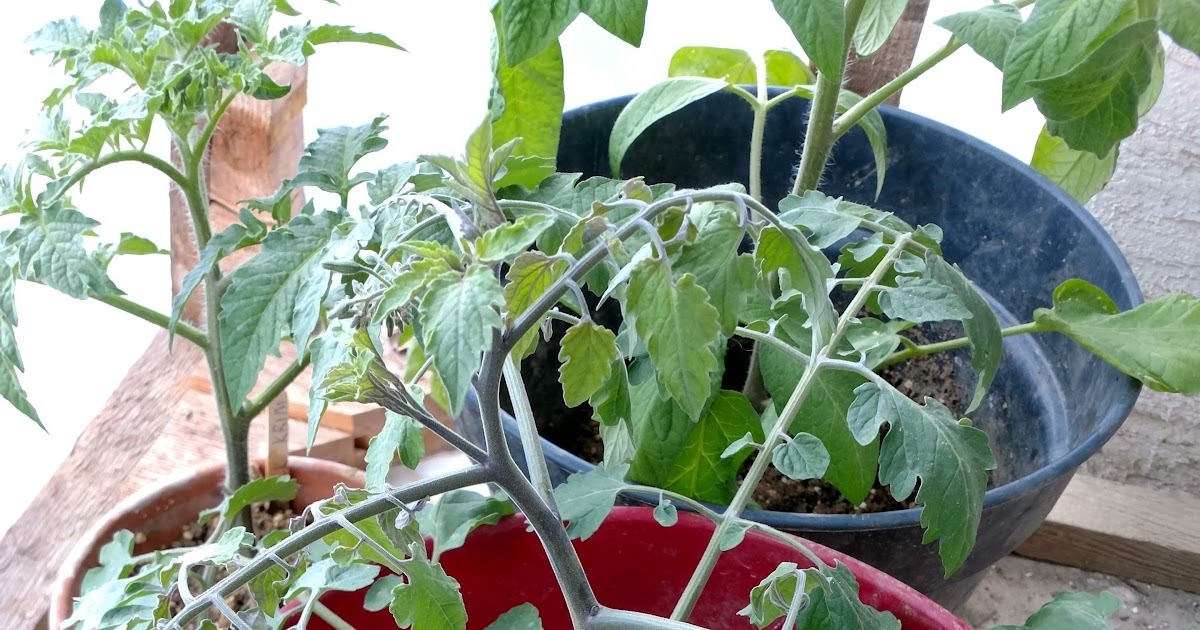 What variety is this tomato with long, milky green