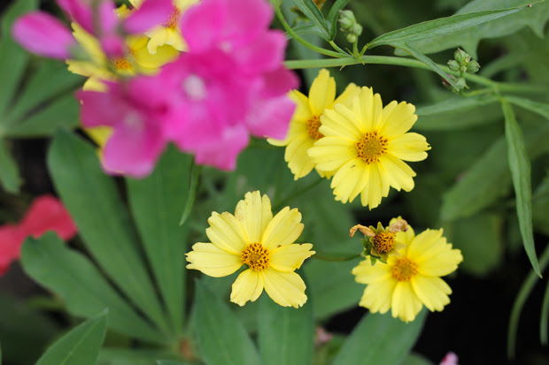blog wanderlust whimsy megan garden flowers