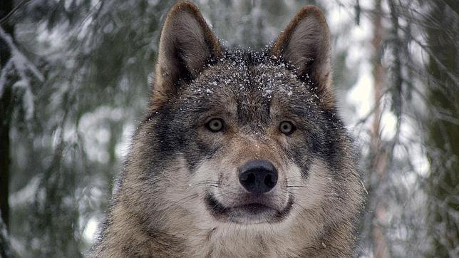 ¿Los perros se comunican a través de la mirada?