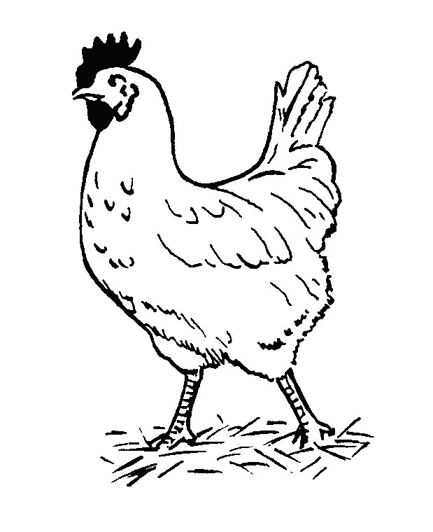 Gambar Mewarnai Ayam Dan Anaknya Gambar Mewarnai Ayam Betina