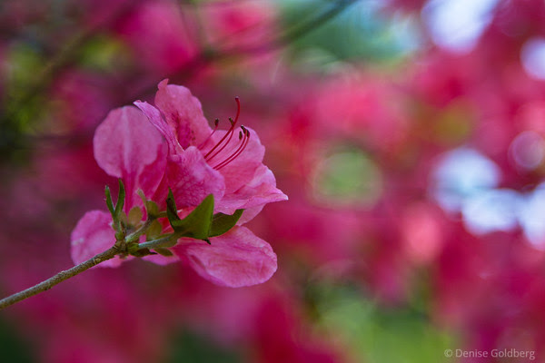 so pink! azaleas in bloom