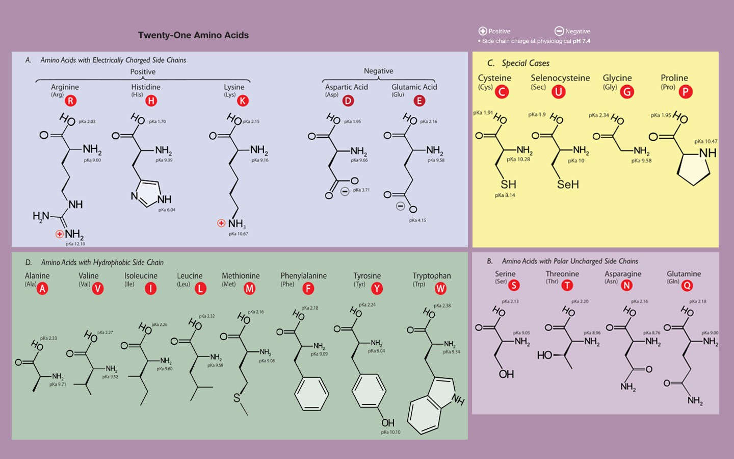 20 Amino Acids Chart With Key Groups