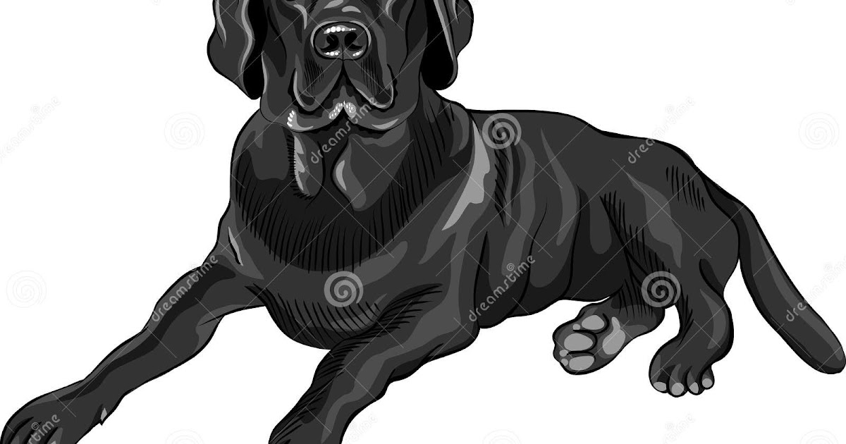 Cartoon Black Lab Png : 67 transparent png illustrations and cipart