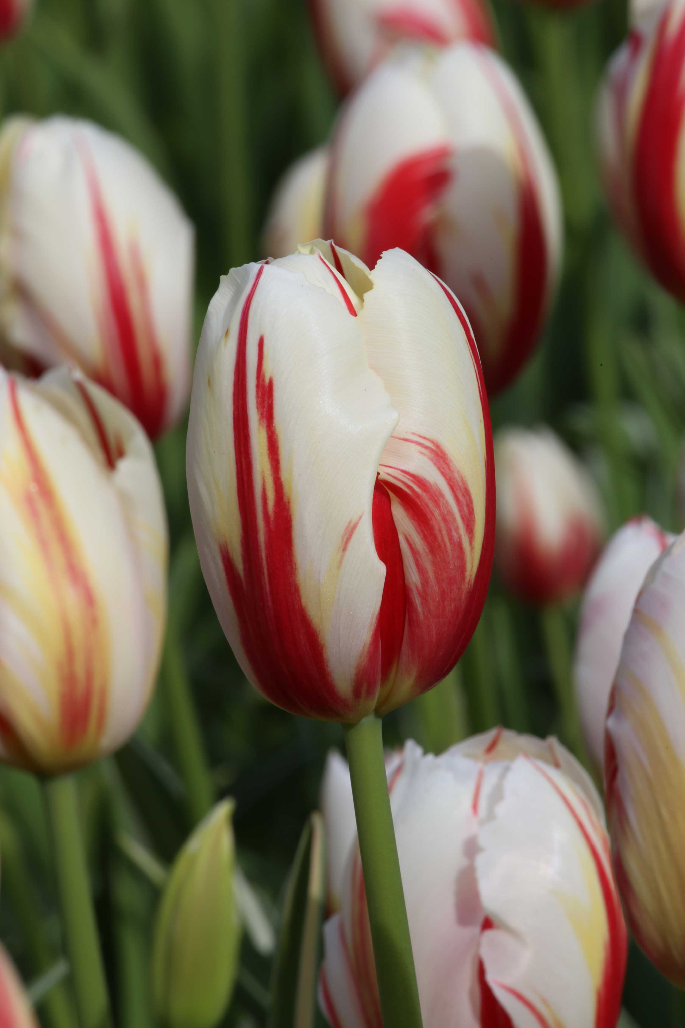 Striped Tulips in the Spotlight - Longfield Gardens