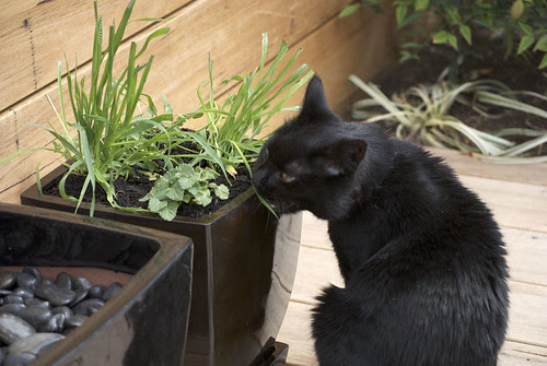 Parsley Pot 09