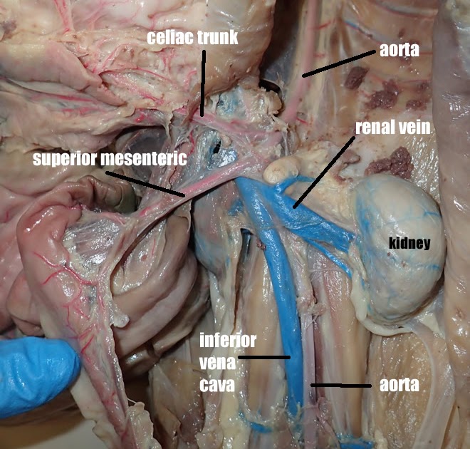 Cat Blood Vessels Labeled / Major Arteries and Veins of the Cat