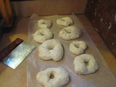 bagels formed and rising
