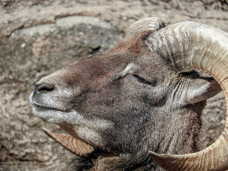 Italy Animals : Animals in Italy: Italian Wildlife in Maremma : Italian
