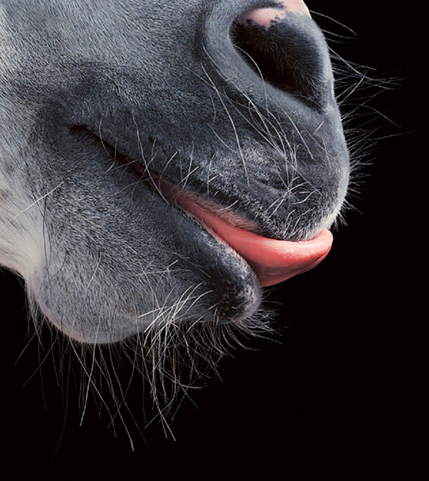 24_12_2007_0113020001198496481_tim_flach (624x700, 136Kb)