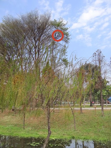 鳳頭蒼鷹/無限台南