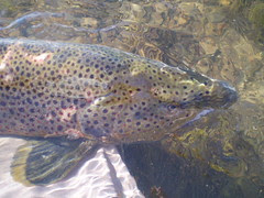 spawning brown trout