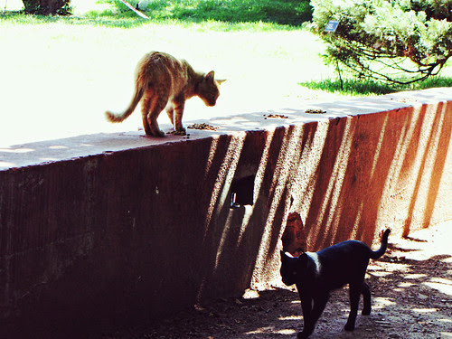 buenos gatos